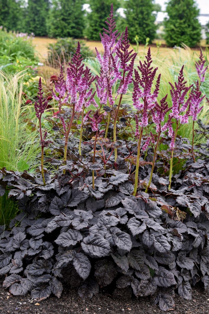 Astilbe ‘Dark Side of the Moon’