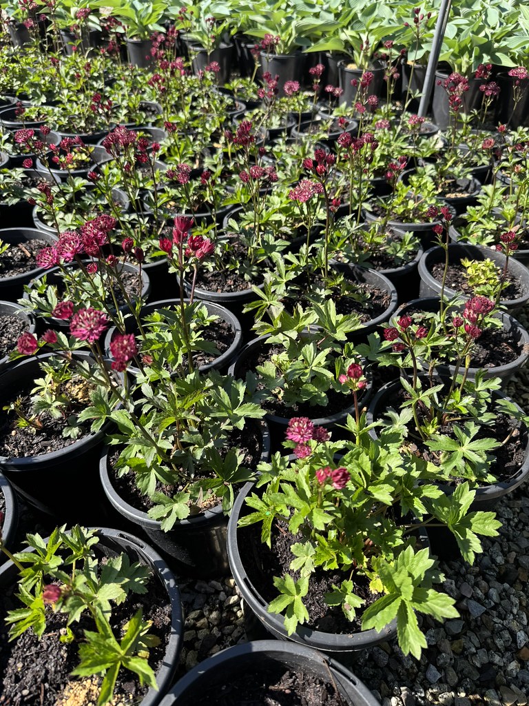Astrantia major 'Claret'