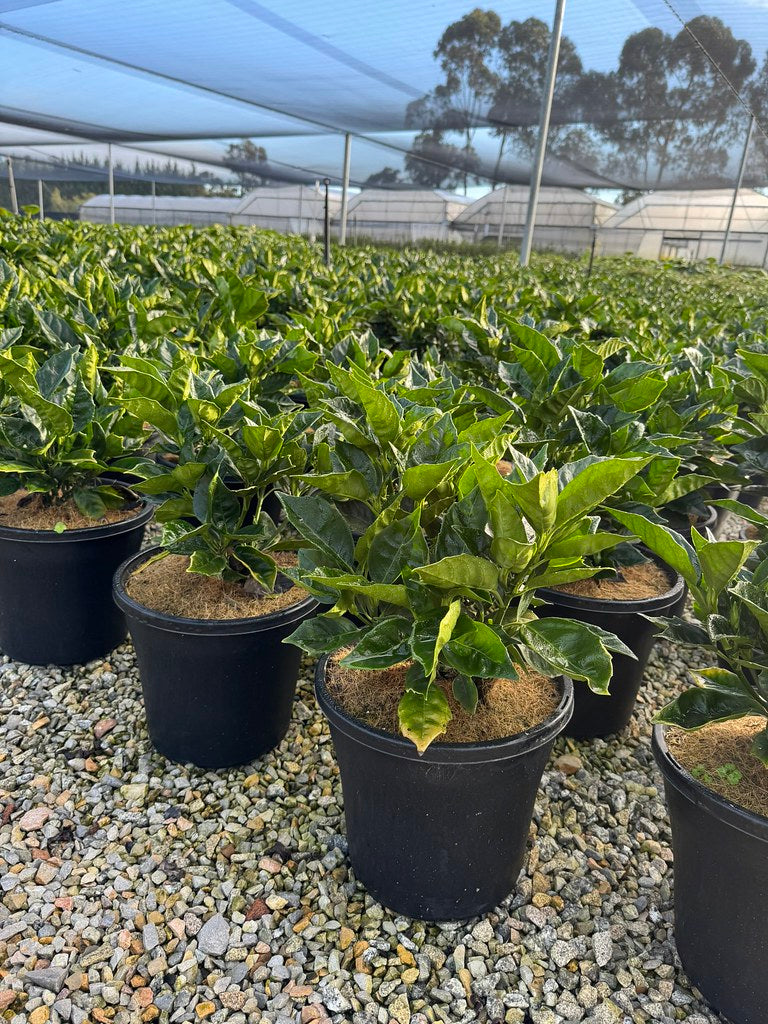 Aucuba japonica 'Rozannie'