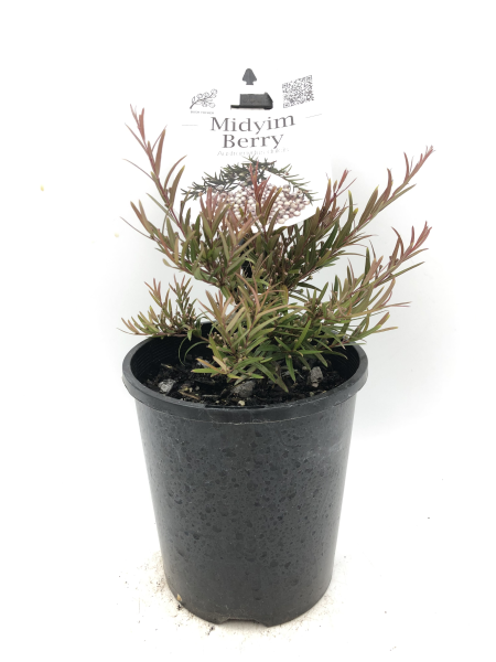 the plant broker
