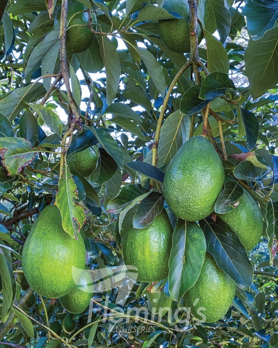 Avocado - Jala JA1A Persea spp.