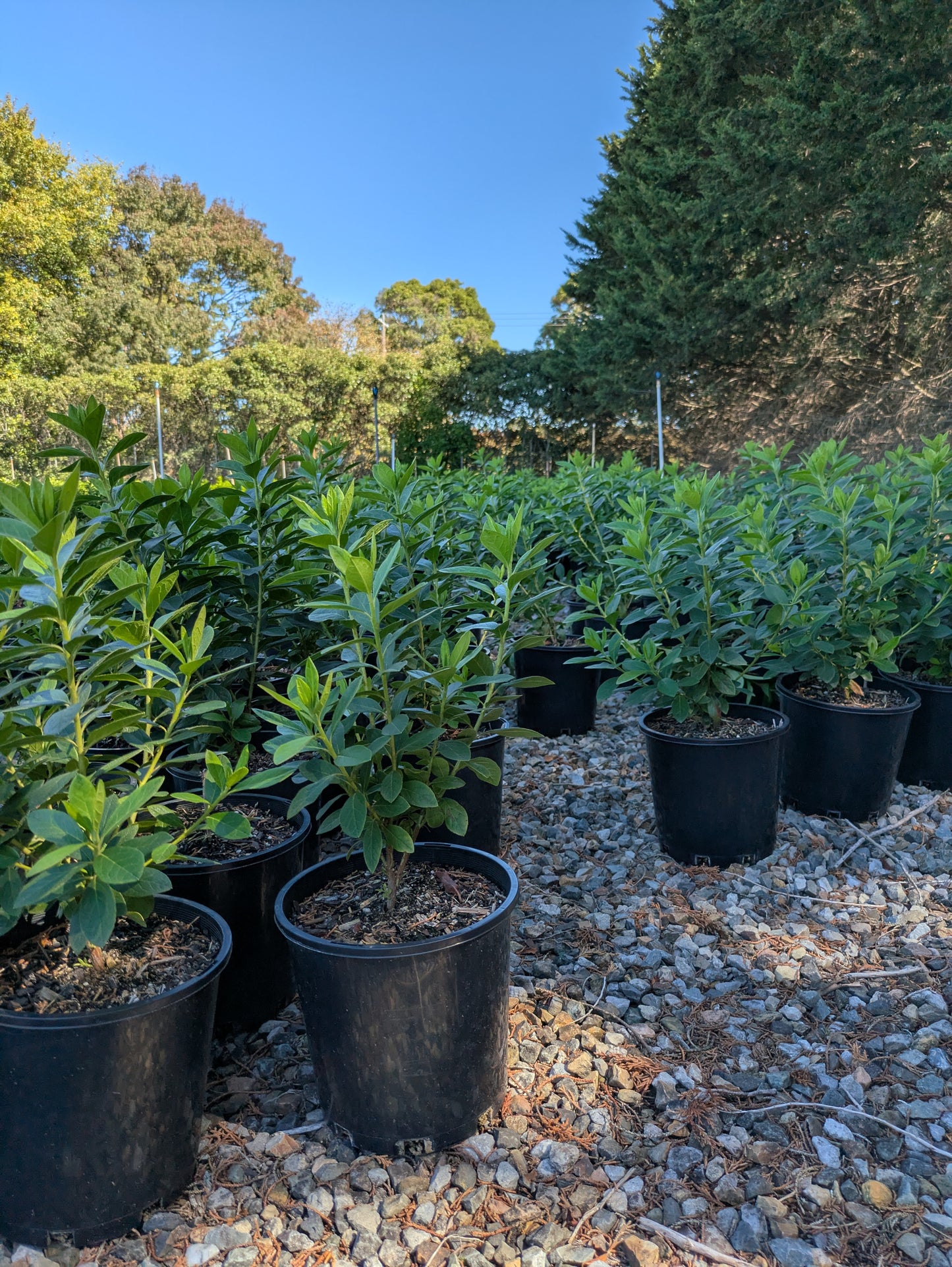 Azalea indica Alba Magnifica