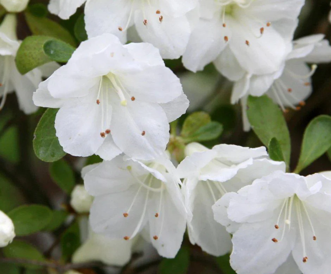 Azalea Gumpo White
