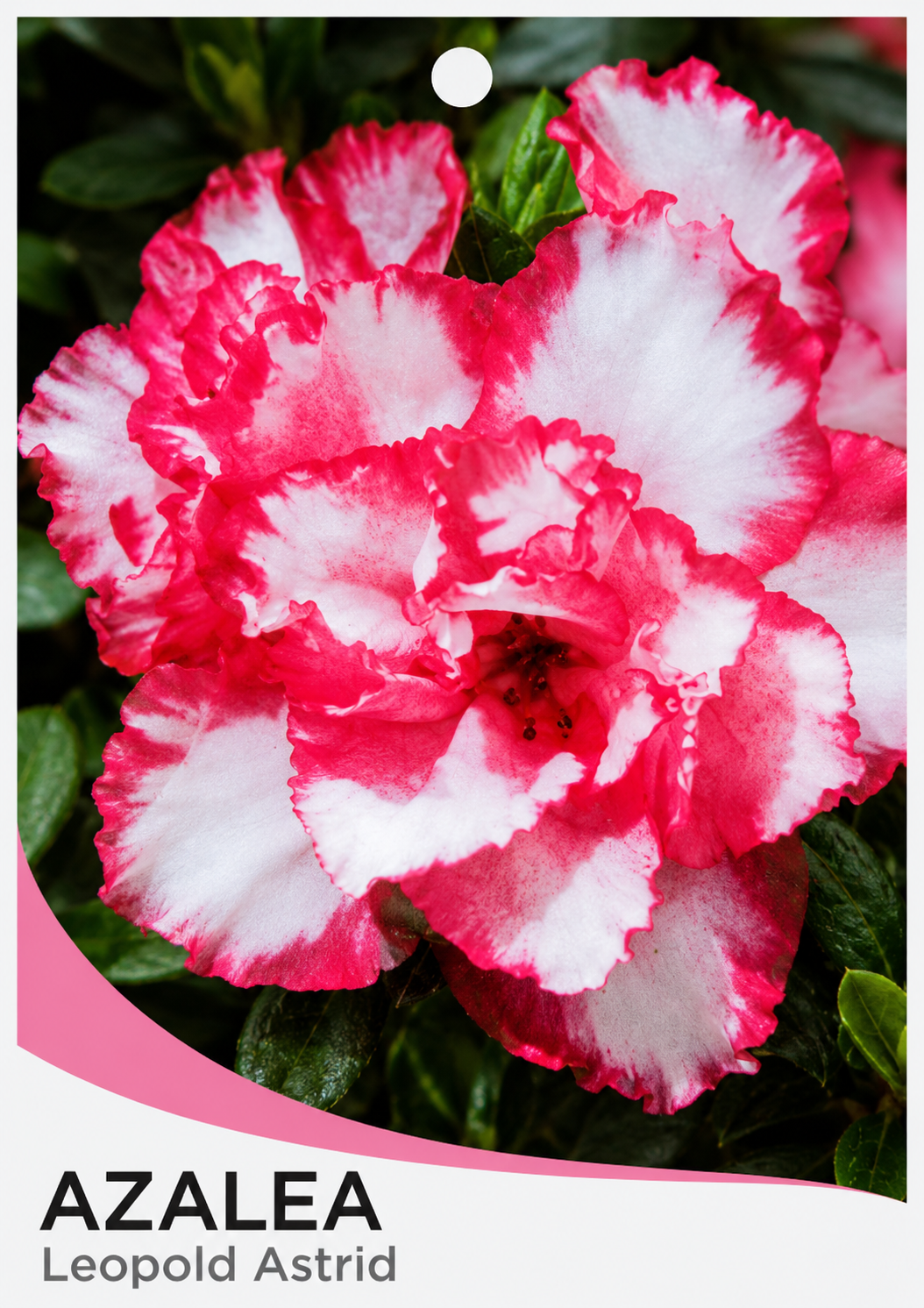 Azalea indica Leopold Astrid