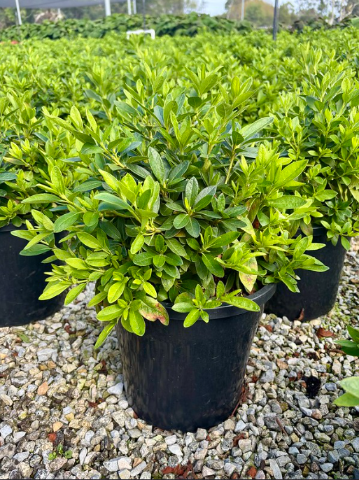 Azalea indica Alba Magnifica