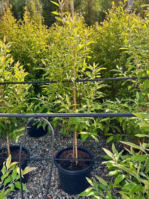 the plant broker