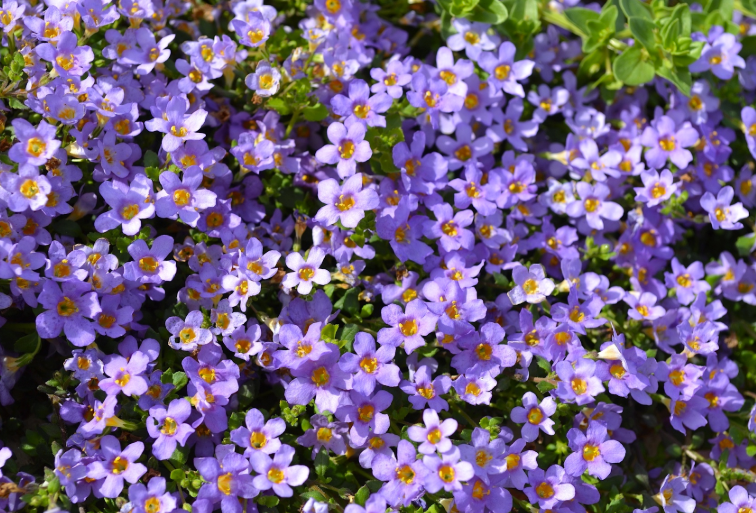 Bacopa Blutopia