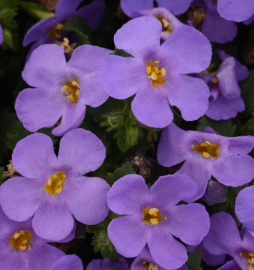 Bacopa MegaCopa™ Blue