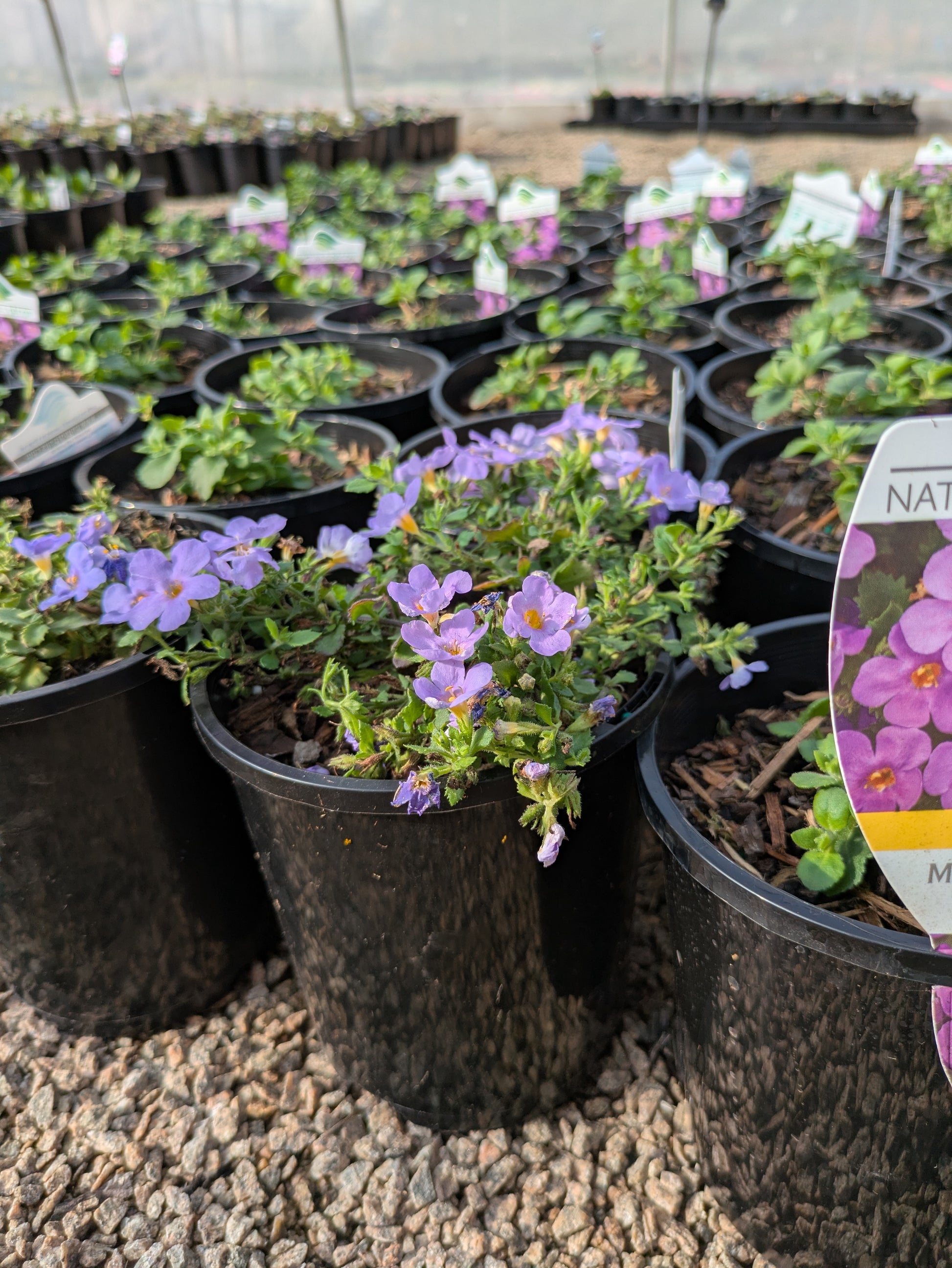 the plant broker