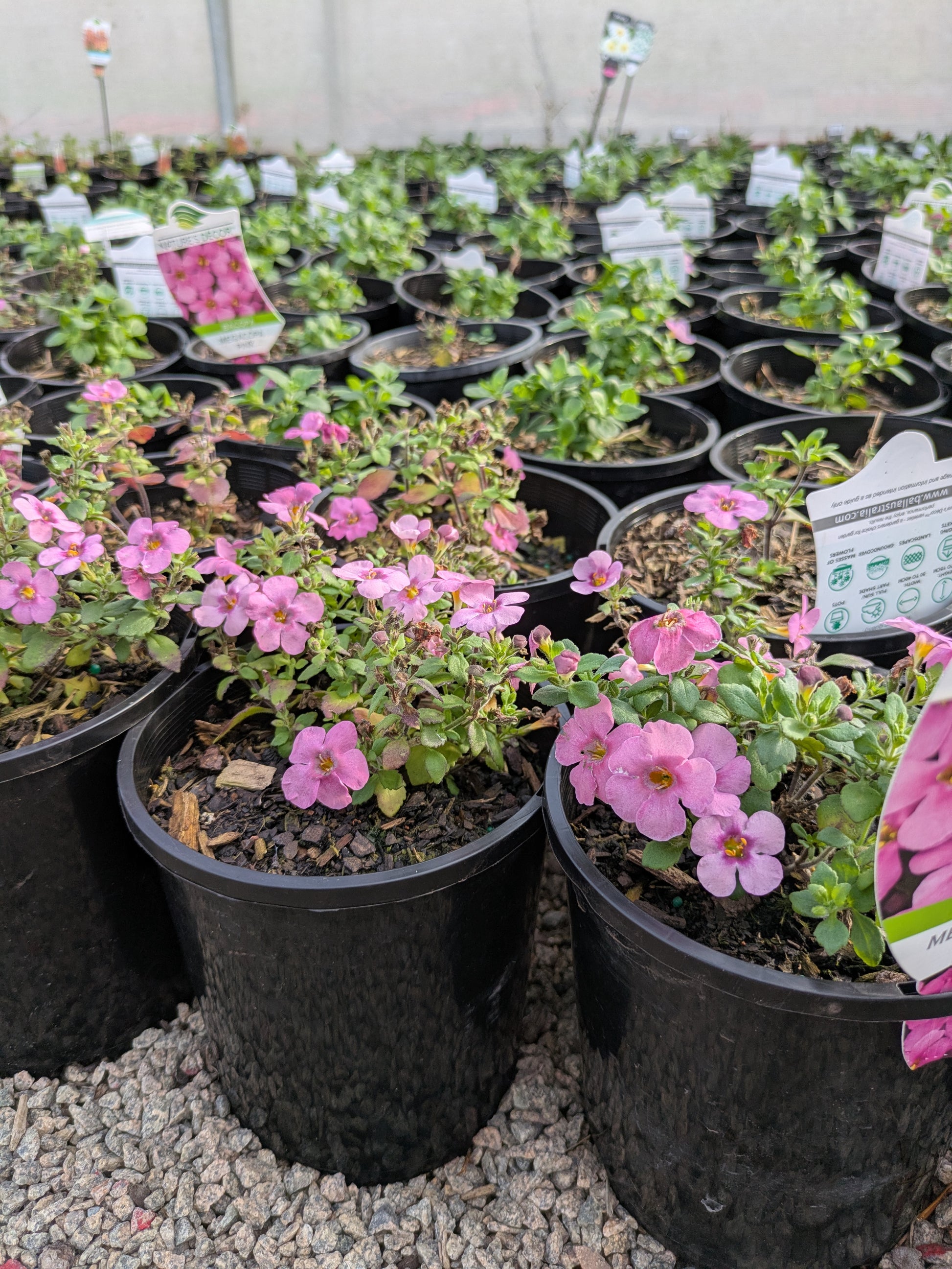 the plant broker