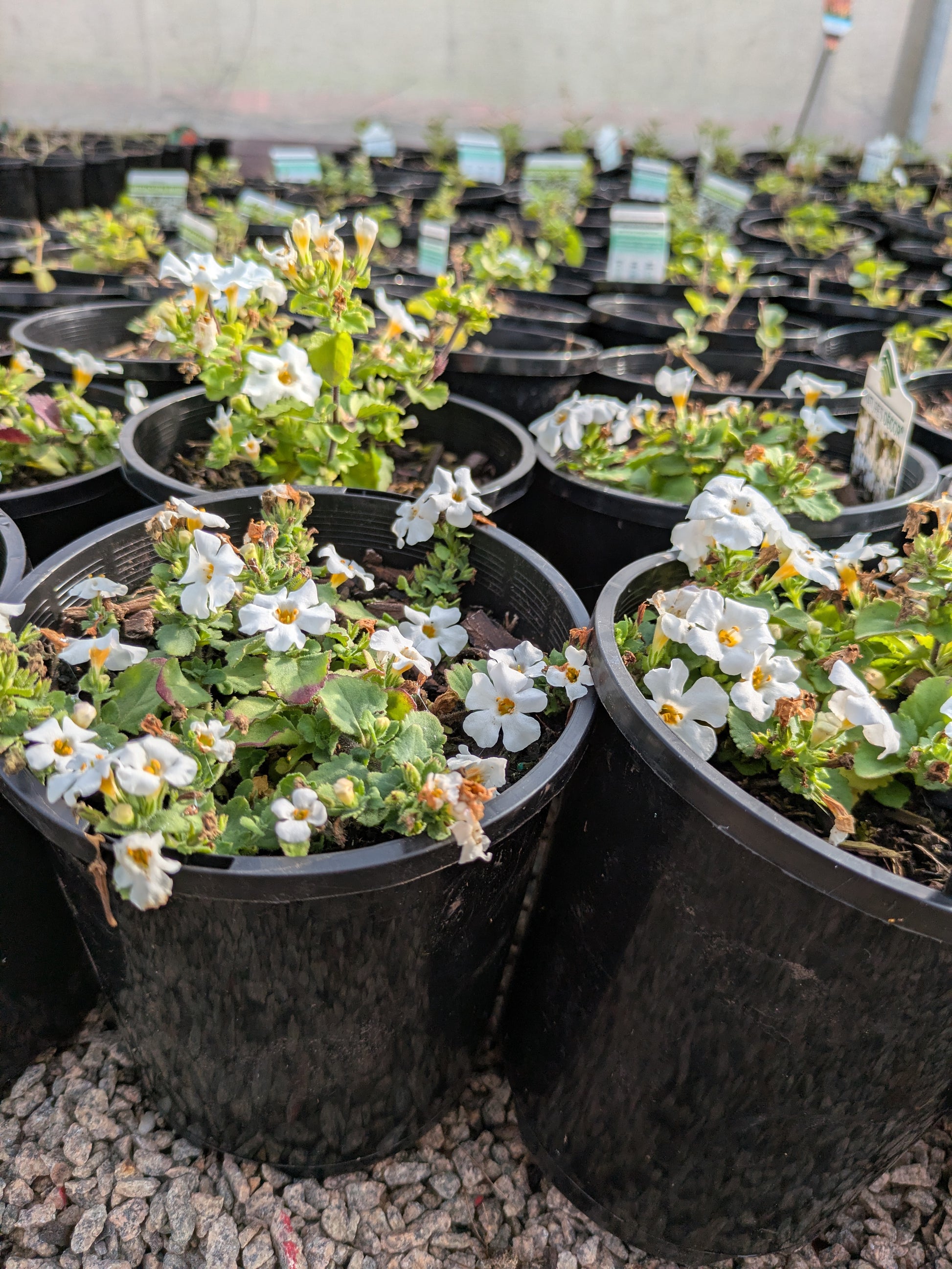 the plant broker