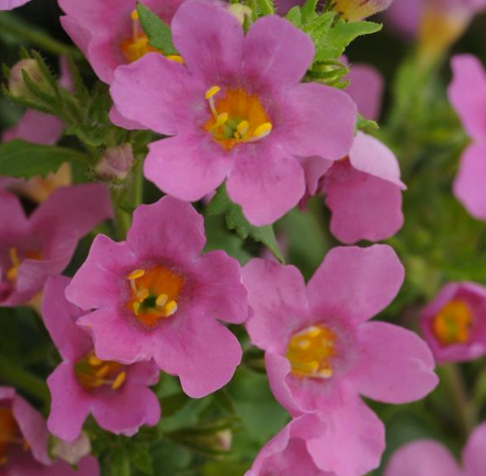 Bacopa Pinktopia