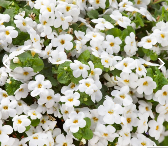 Bacopa cordata Snowtopia