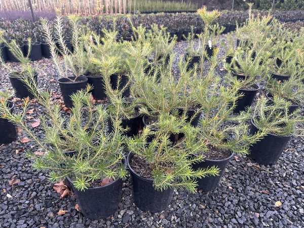 the plant broker