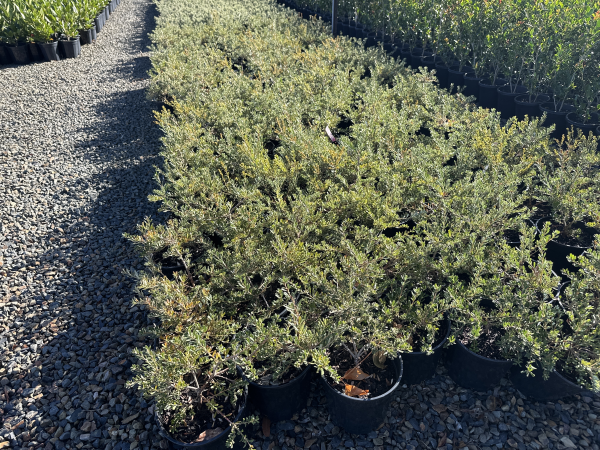 Banksia marginata Mini Marge