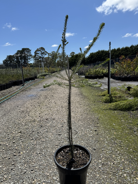 the plant broker