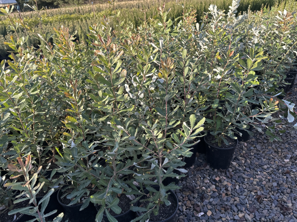 Banksia integrifolia
