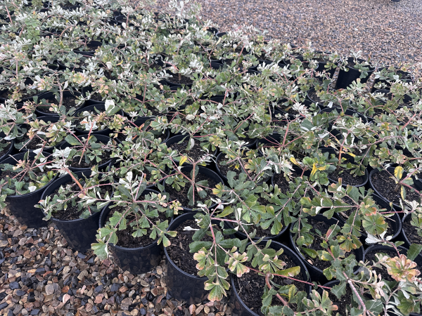 the plant broker