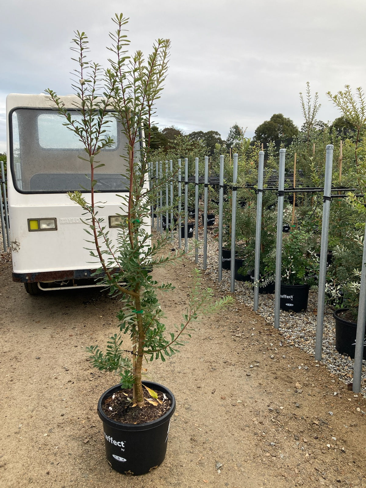 Banksia marginata