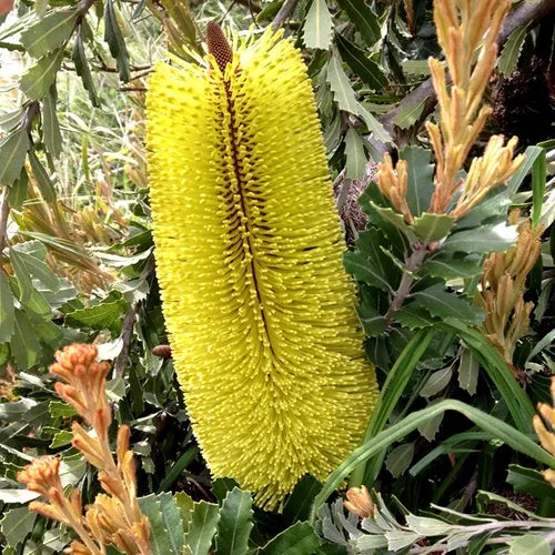 the plant broker