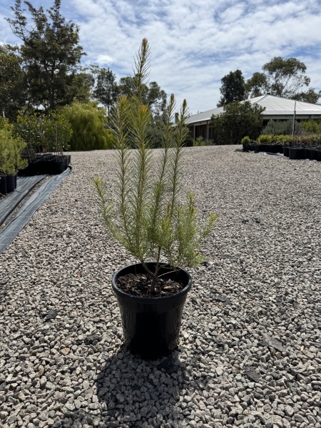 Banksia spinulosa