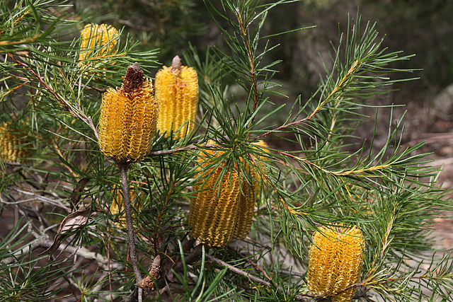 Banksia spinulosa