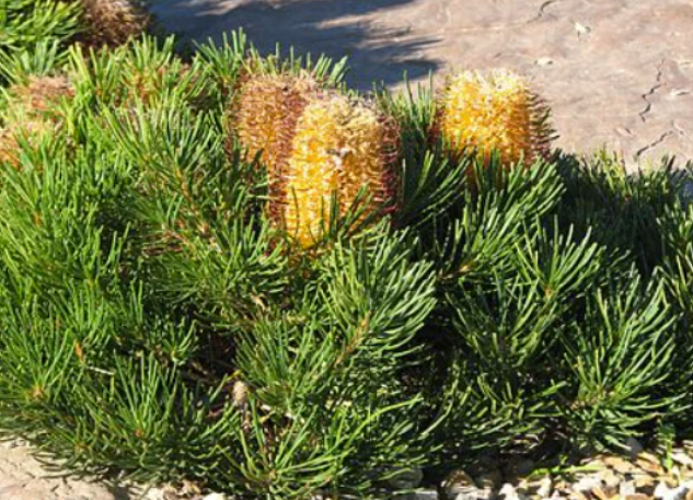 Banksia spinulosa Birthday Candles