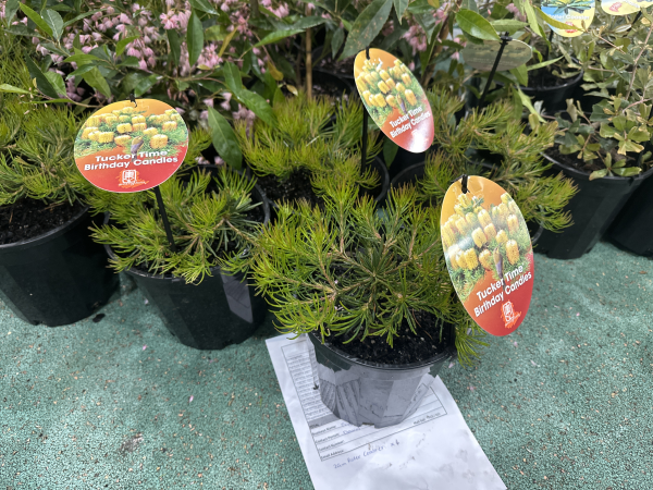 Banksia spinulosa Birthday Candles