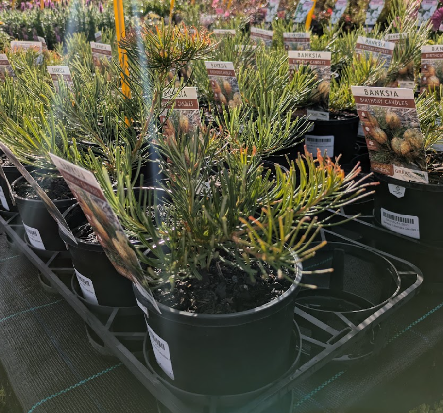 Banksia spinulosa Birthday Candles