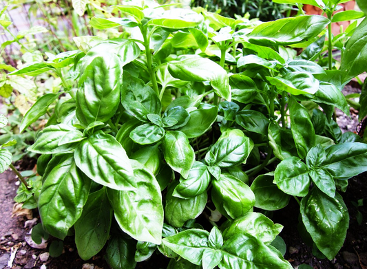 Basil