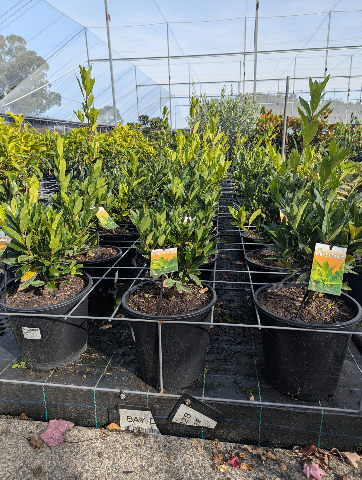 Laurus nobilis Miles Choice