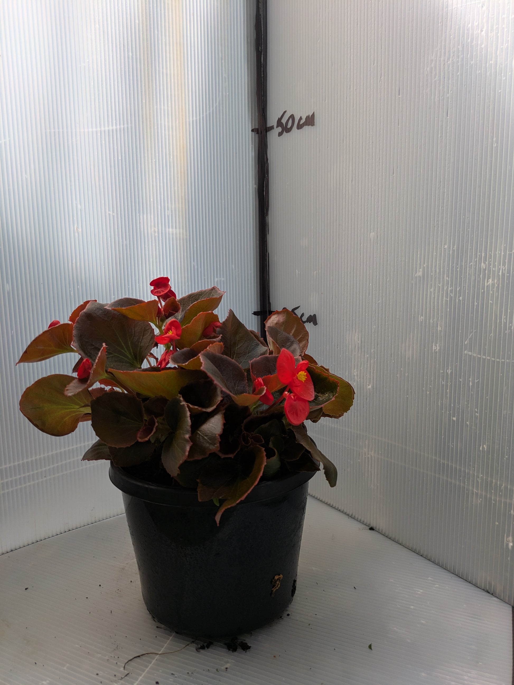 the plant broker