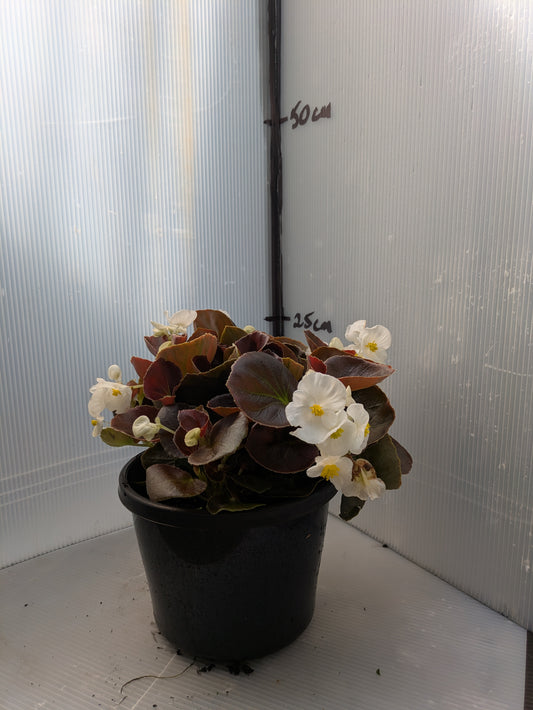 Begonia Gypsy White