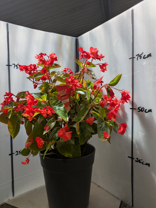 Begonia Megawatt Green Leaf Red
