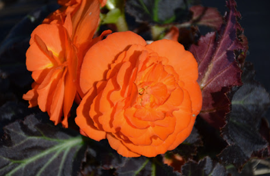 Begonia elatior Non Stop Moccha Bright Orange