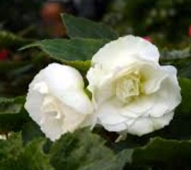 Begonia elatior Non Stop Moccha White