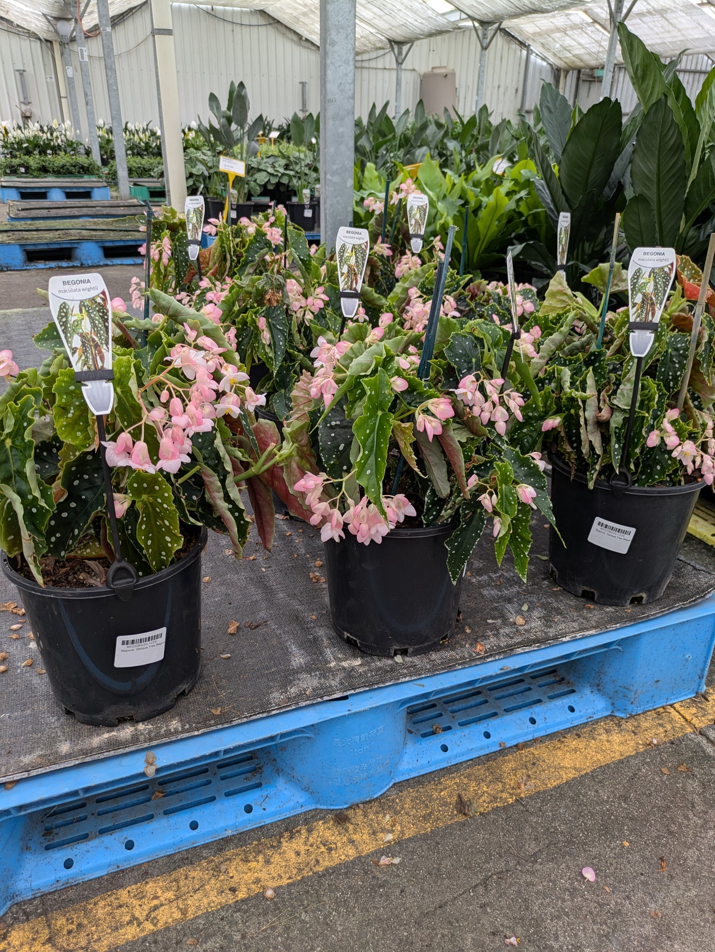 Begonia maculata wightii