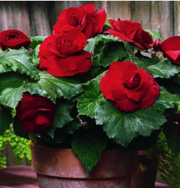 Begonia spp. Tuberous Red