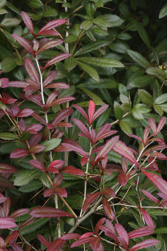 Berberis julianae Spring Glory