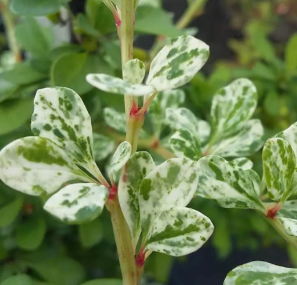 Berberis thunbergii Silver Beauty