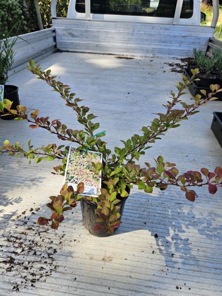 Berberis thunbergii Tricolour