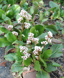 Bergenia cordifolia 'Bressingham White'