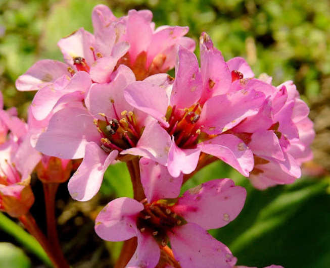 Bergenia x schmidtii