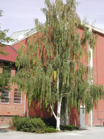 Betula pendula Alba