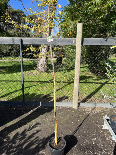 Betula pendula Alba
