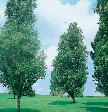 Betula pendula Fastigiata