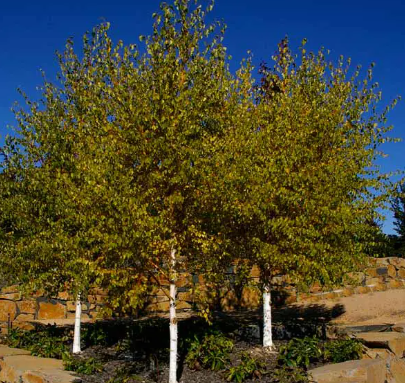 Betula pendula Wades Golden
