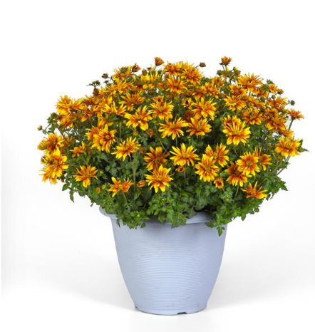 Bidens Bee Alive