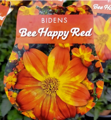 Bidens Bee Happy Red