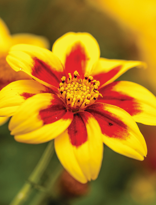 Bidens Bidy Boom Red Eye